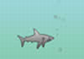 Shark Attack Flash Game